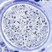 Toluidine Blue Pointer  CAS 6586-04-5 - ChemVille.eu